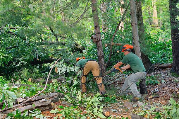 Best Emergency Tree Removal  in USA